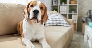 low-impact-dog-1545670033781.jpg