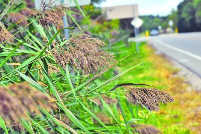  Phragmites, pictured here in Oakland Township in September, were a growing concern in 2018. 