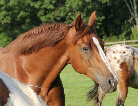 Horse Care Workshops will be held at Lord Stirling Stable, 256 South Maple Ave. in the Basking Ridge section of Bernards, beginning Saturday, Feb. 9.